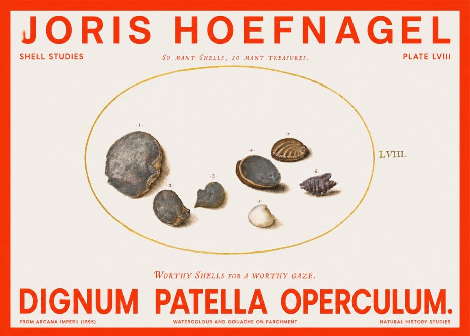 Joris Hoefnagel Six Shells No6 - Plakát