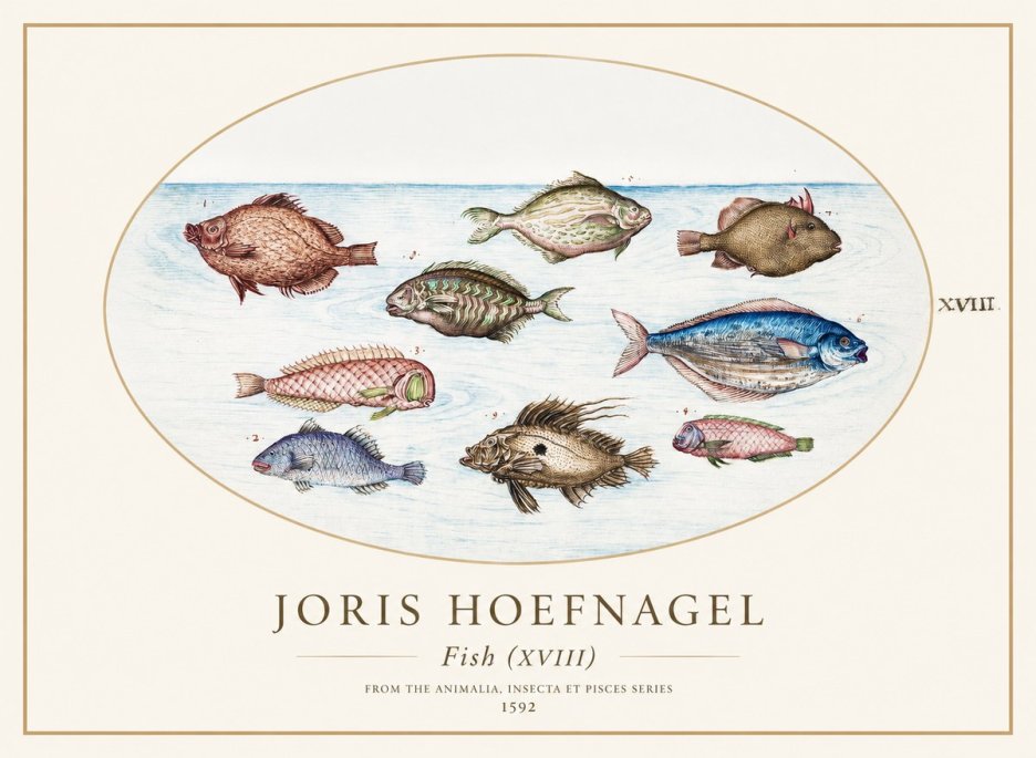Joris Hoefnagel Studies of Fish I No2 - Plakát