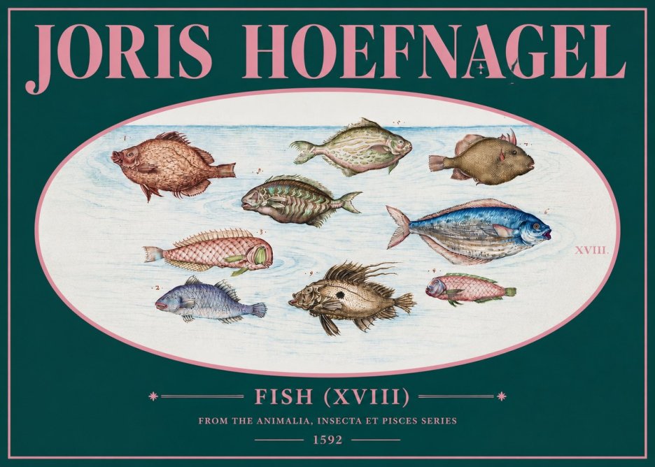 Joris Hoefnagel Studies of Fish I No3 - Plakát