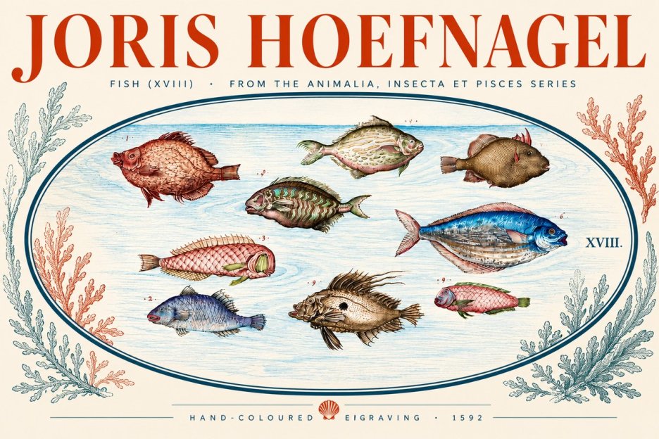 Joris Hoefnagel Studies of Fish I No5 - Plakát