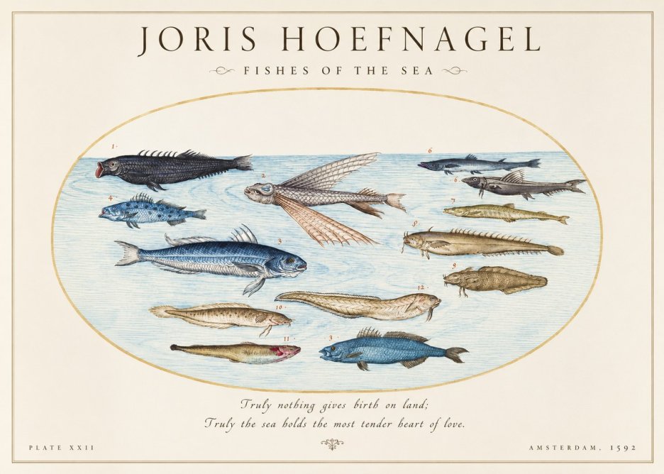 Joris Hoefnagel Fishes of the Sea I No1 - Plakát
