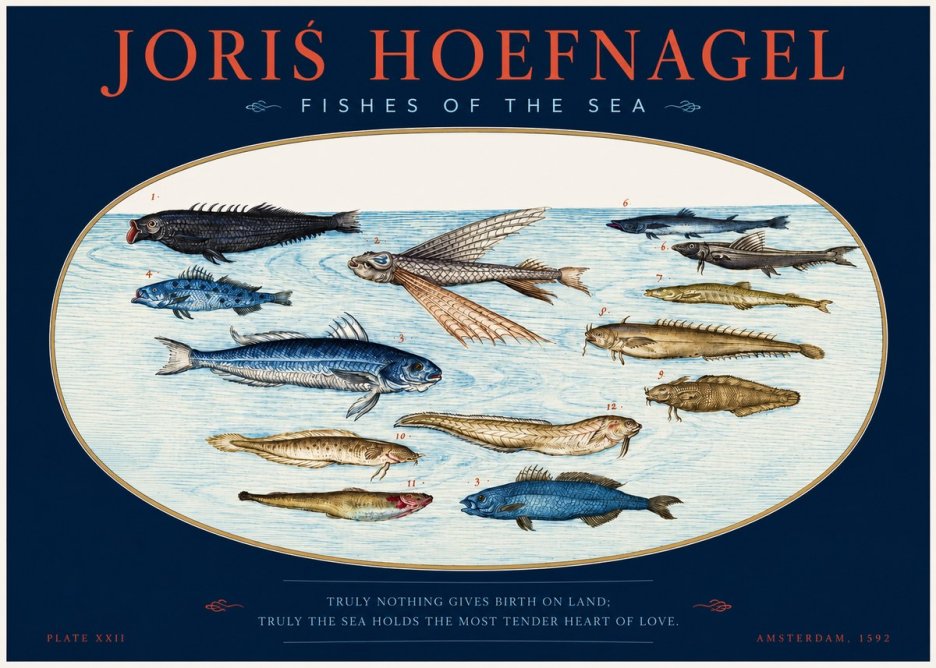Joris Hoefnagel Fishes of the Sea I No2 - Plakát
