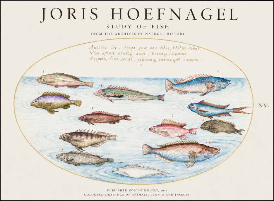 Joris Hoefnagel Study of Fish No3 - Plakát