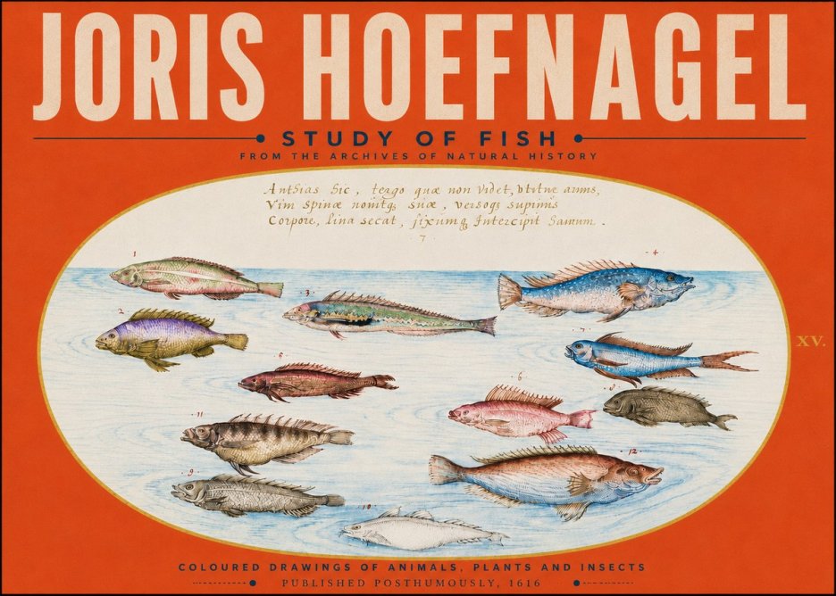 Joris Hoefnagel Study of Fish No5 - Plakát