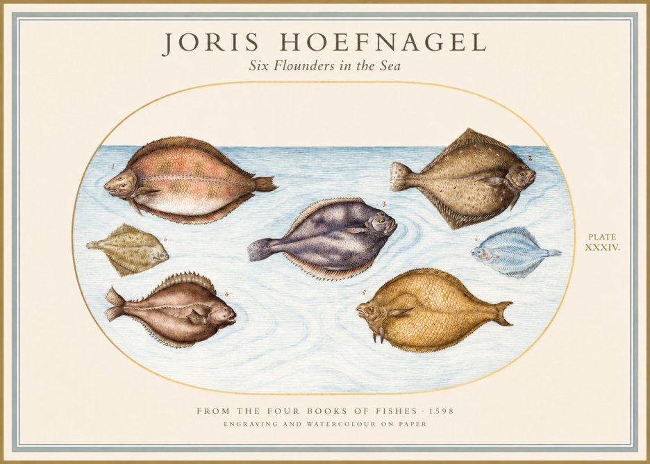 Joris Hoefnagel Six Flounders in the Sea No1 - Plakát