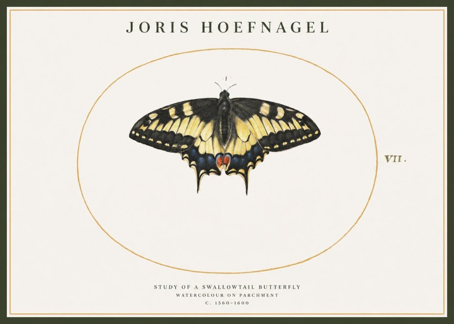 Joris Hoefnagel Study of a Swallowtail Butterfly No1 - Plakát