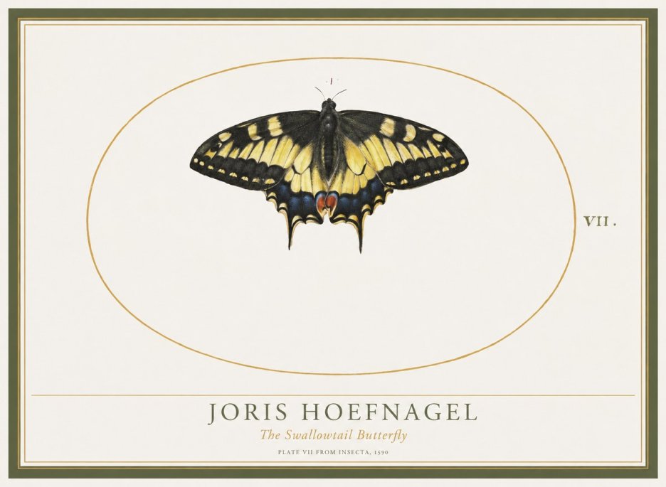 Joris Hoefnagel Study of a Swallowtail Butterfly No5 - Plakát
