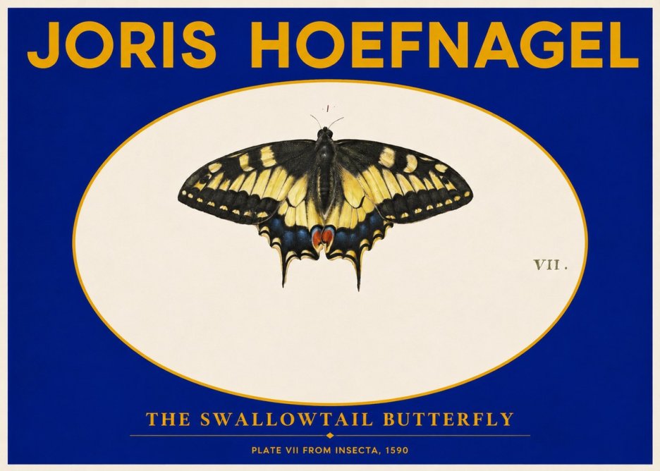 Joris Hoefnagel Study of a Swallowtail Butterfly No6 - Plakát