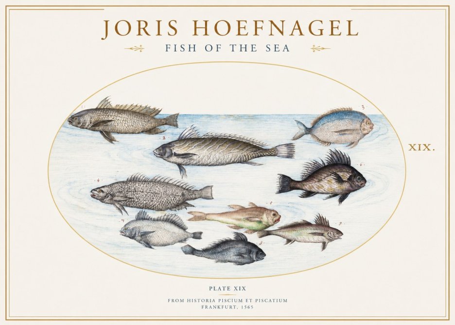 Joris Hoefnagel Fish of the Sea No1 - Plakát