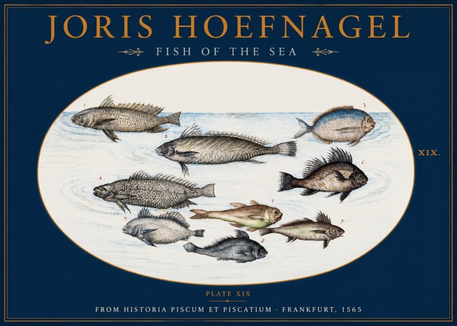 Joris Hoefnagel Fish of the Sea No2 - Plakát
