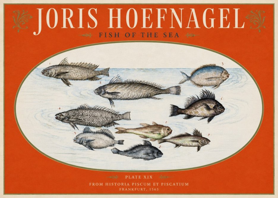 Joris Hoefnagel Fish of the Sea No3 - Plakát