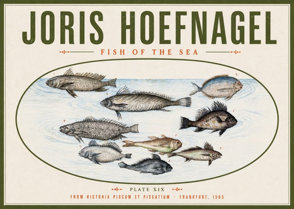 Joris Hoefnagel Fish of the Sea No4 - Plakát