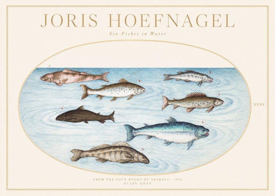 Joris Hoefnagel Six Fishes in Water I No1 - Plakát