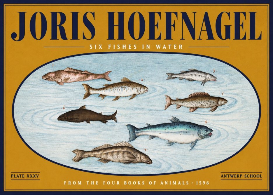 Joris Hoefnagel Six Fishes in Water I No4 - Plakát