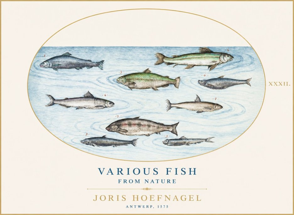 Joris Hoefnagel Various Fish from Nature No1 - Plakát