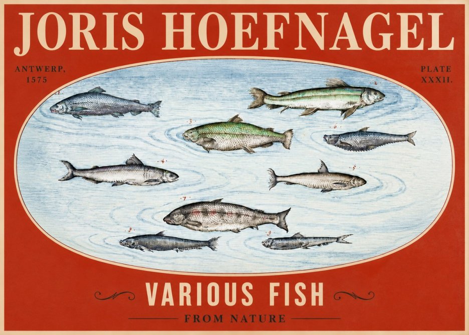 Joris Hoefnagel Various Fish from Nature No2 - Plakát