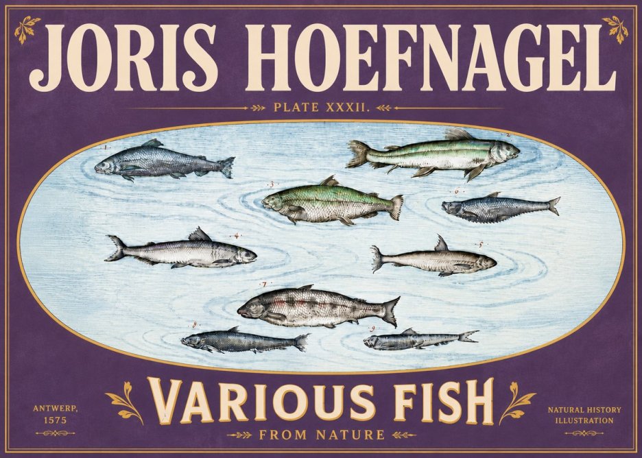 Joris Hoefnagel Various Fish from Nature No6 - Plakát