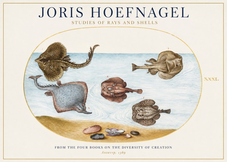 Joris Hoefnagel Studies of Rays and Shells No1 - Plakát