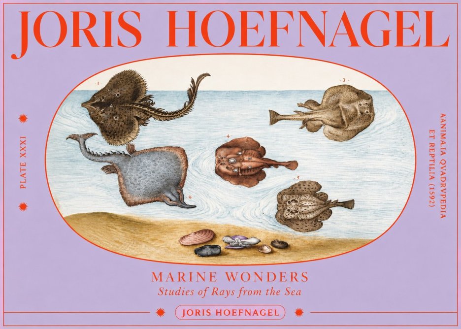 Joris Hoefnagel Studies of Rays and Shells No4 - Plakát