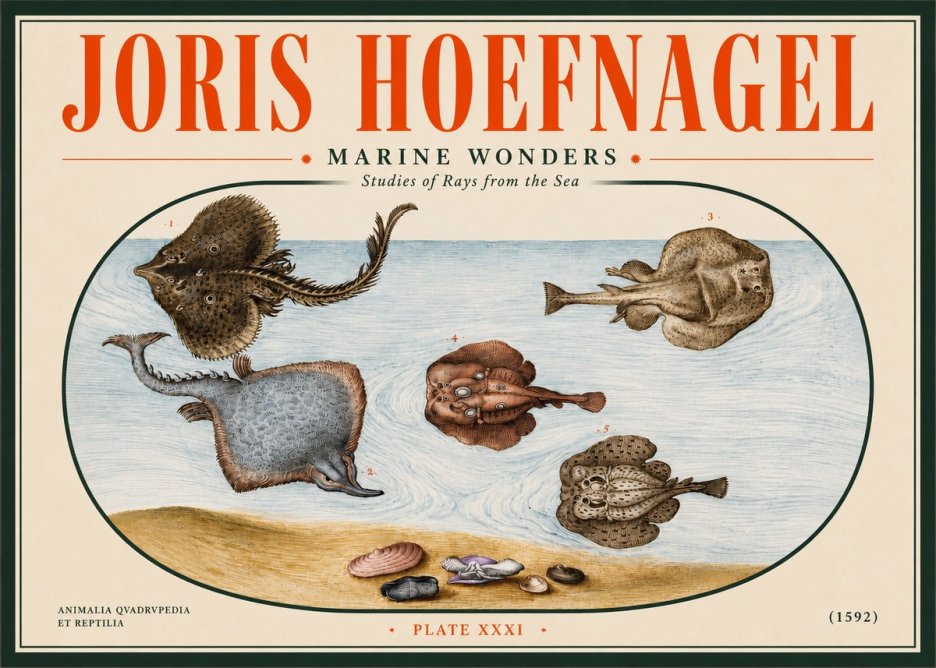 Joris Hoefnagel Studies of Rays and Shells No5 - Plakát