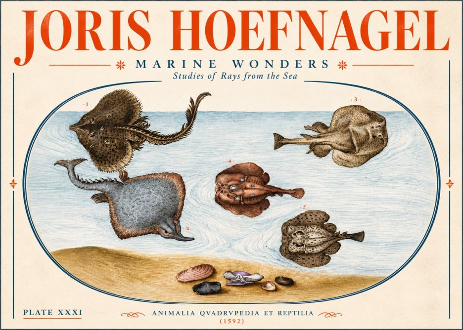 Joris Hoefnagel Studies of Rays and Shells No6 - Plakát