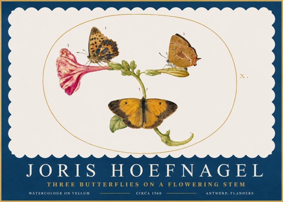 Joris Hoefnagel Three Butterflies on a Flowering Stem No2 - Plakát