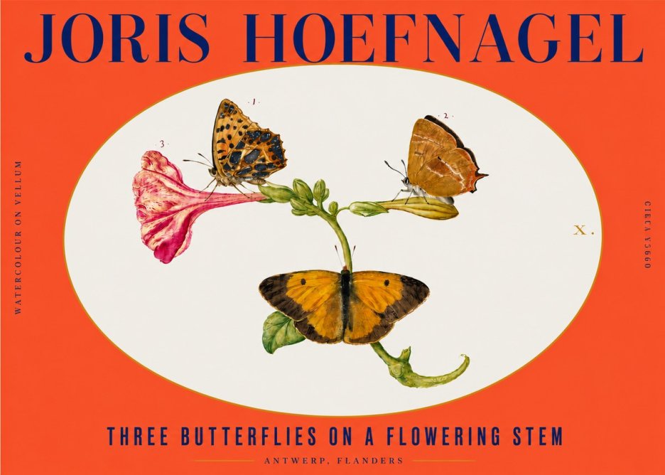 Joris Hoefnagel Three Butterflies on a Flowering Stem No3 - Plakát