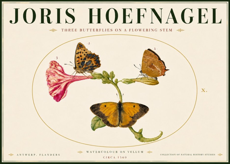 Joris Hoefnagel Three Butterflies on a Flowering Stem No6 - Plakát