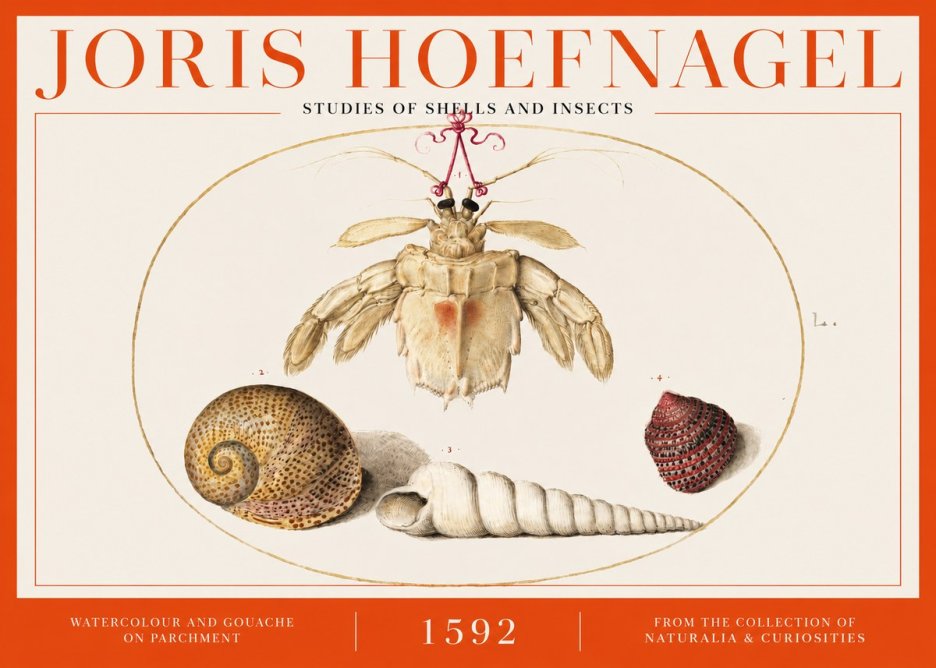 Joris Hoefnagel Studies of Shells and Insects No2 - Plakát