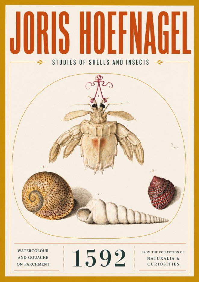 Joris Hoefnagel Studies of Shells and Insects No5 - Plakát