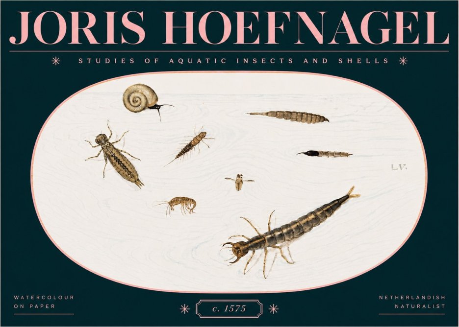 Joris Hoefnagel Studies of Aquatic Insects and Shells No3 - Plakát