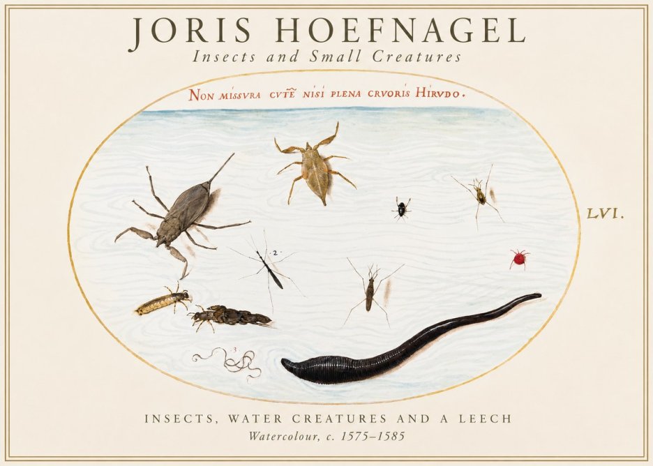 Joris Hoefnagel Insects and Aquatic Creatures No2 - Plakát