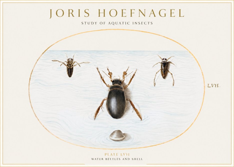 Joris Hoefnagel Water Beetles and Shell No1 - Plakát