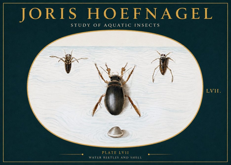 Joris Hoefnagel Water Beetles and Shell No2 - Plakát