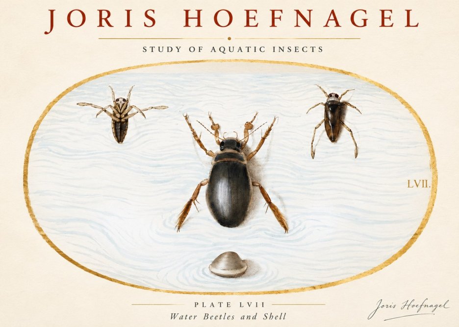 Joris Hoefnagel Water Beetles and Shell No3 - Plakát