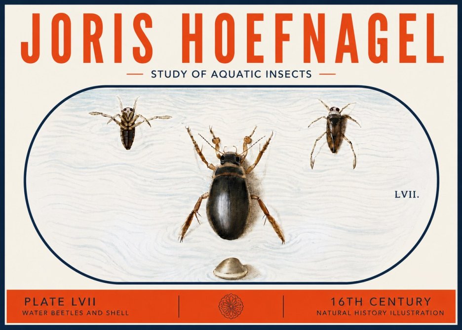 Joris Hoefnagel Water Beetles and Shell No6 - Plakát