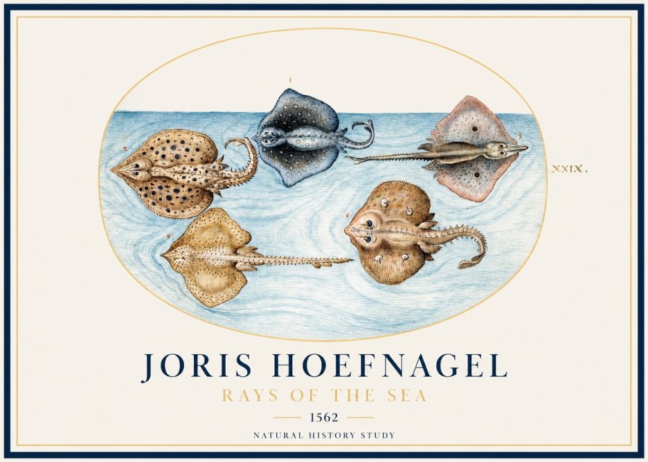 Joris Hoefnagel Rays of the Sea No1 - Plakát