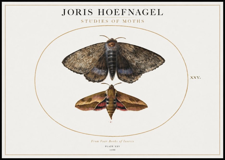 Joris Hoefnagel Studies of Moths I No1 - Plakát