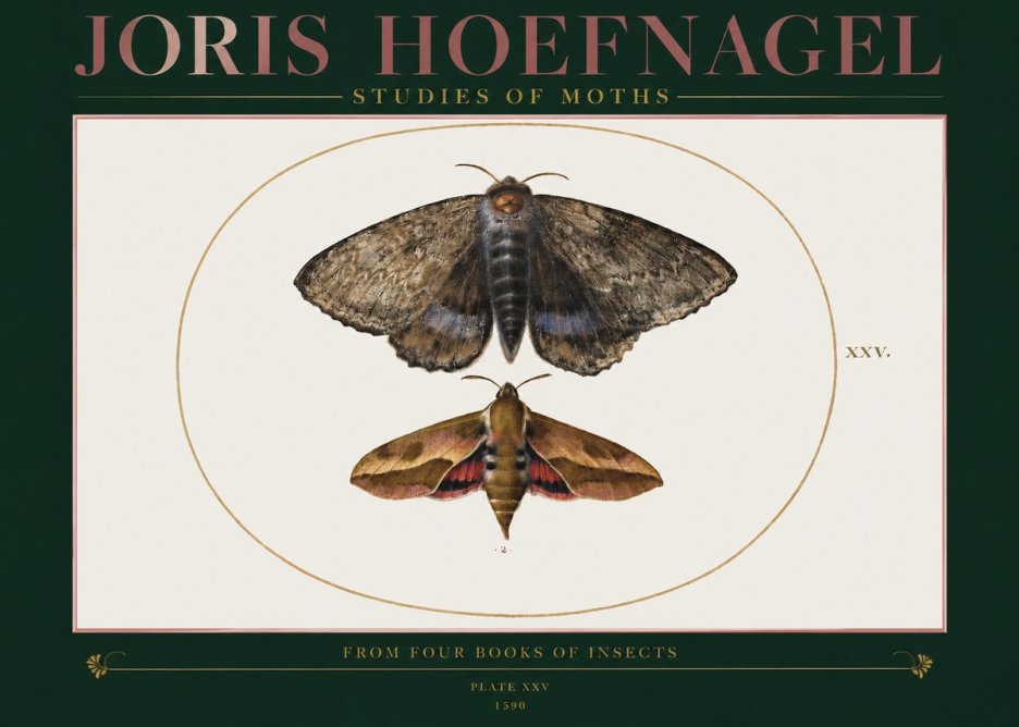 Joris Hoefnagel Studies of Moths I No2 - Plakát