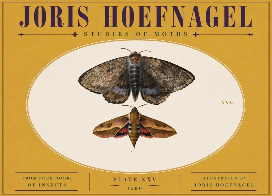 Joris Hoefnagel Studies of Moths I No5 - Plakát