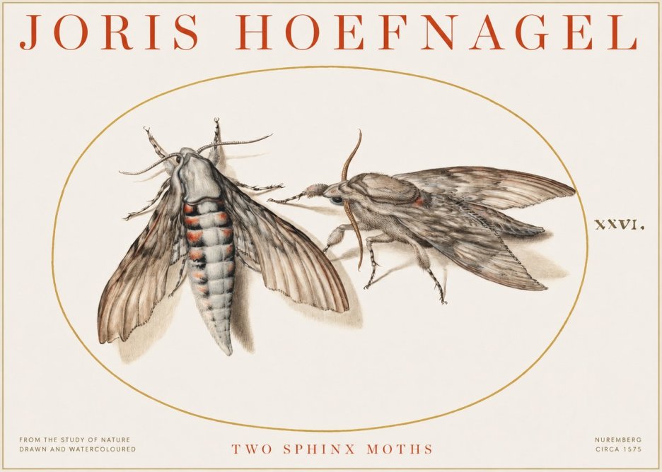 Joris Hoefnagel Two Sphinx Moths No1 - Plakát