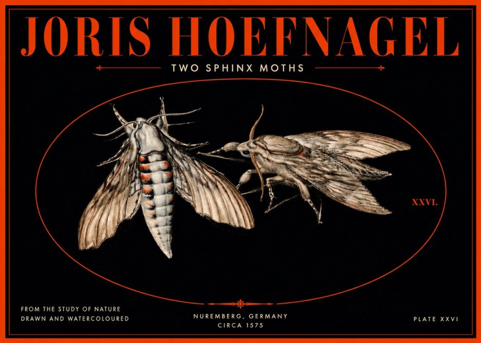 Joris Hoefnagel Two Sphinx Moths No3 - Plakát