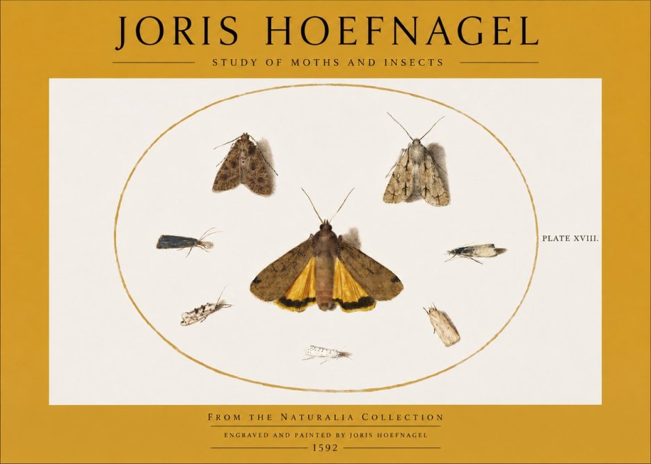 Joris Hoefnagel Study of Moths and Insects No2 - Plakát
