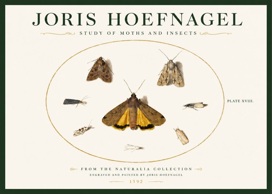 Joris Hoefnagel Study of Moths and Insects No3 - Plakát