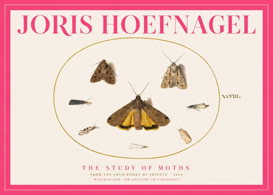 Joris Hoefnagel Study of Moths and Insects No5 - Plakát