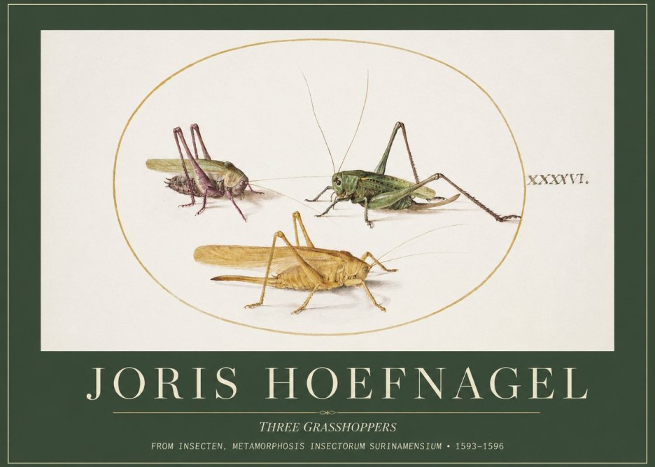 Joris Hoefnagel Grasshoppers Study No5 - Plakát