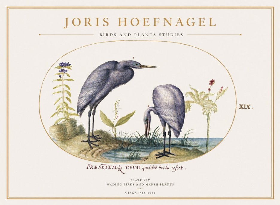 Joris Hoefnagel Wading Birds and Marsh Plants No1 - Plakát