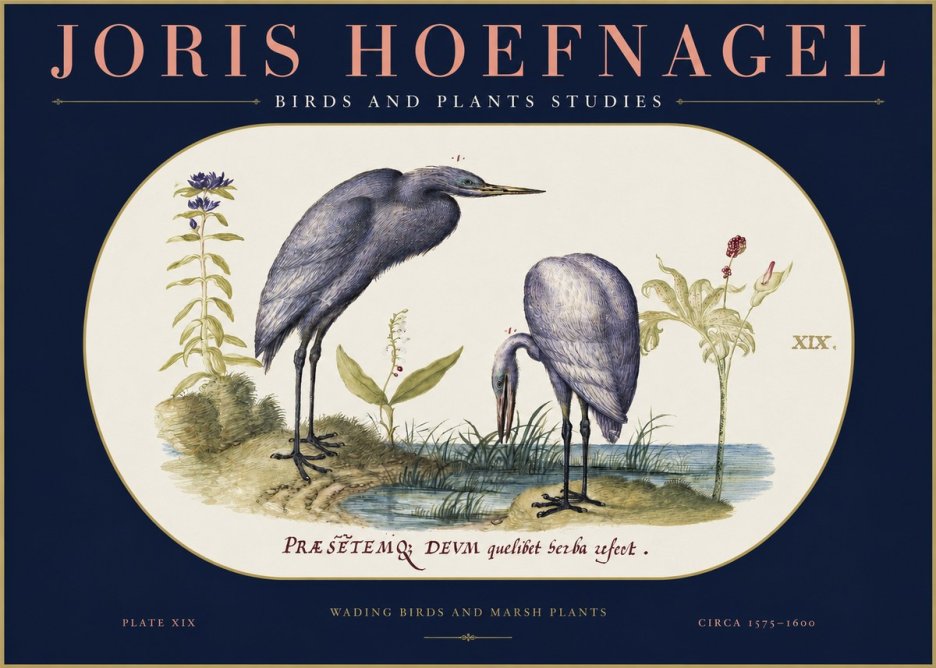 Joris Hoefnagel Wading Birds and Marsh Plants No2 - Plakát