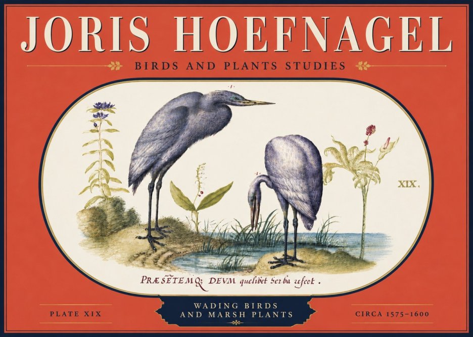 Joris Hoefnagel Wading Birds and Marsh Plants No4 - Plakát