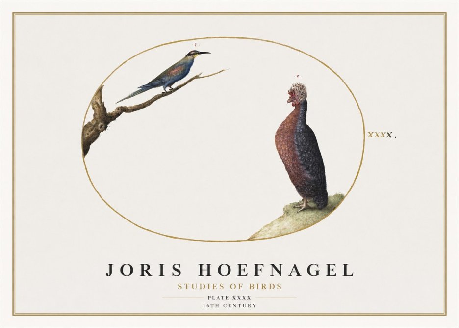 Joris Hoefnagel Studies of Birds I No2 - Plakát